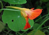 Tropaeolum majus (Garden Nasturtium) - CLICK TO ENLARGE PHOTO